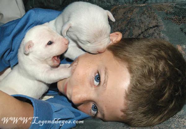 avail.dogo argentino puppies 10days